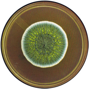 青霉菌
