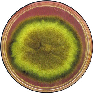 微囊藻