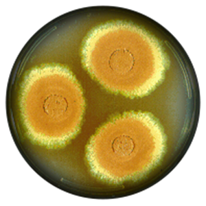 曲霉菌